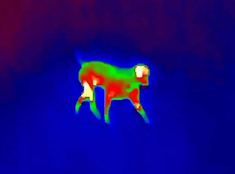 thermal image of dog
